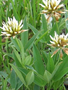 Trifolium spp.